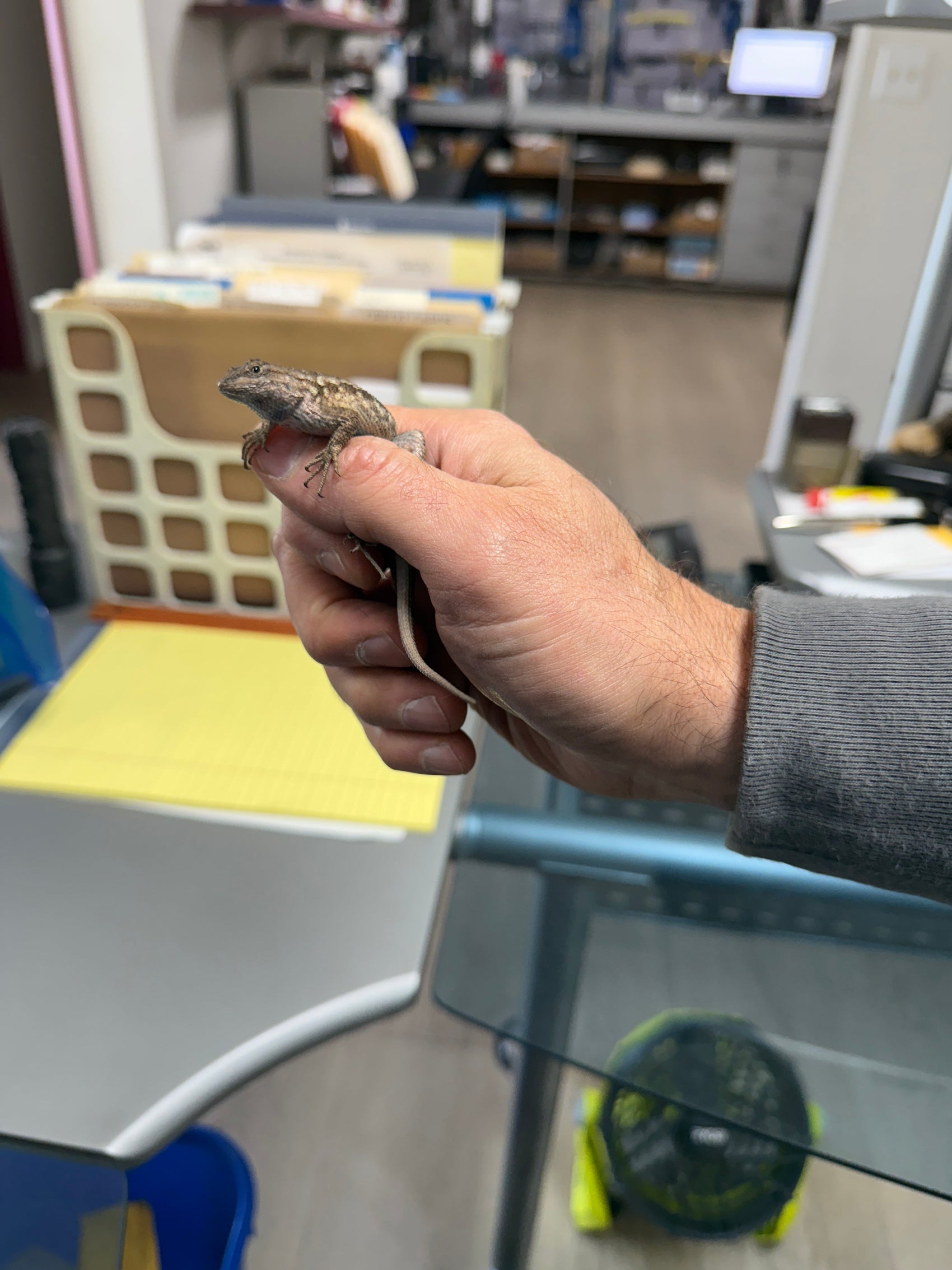 I thought we had a mouse problem